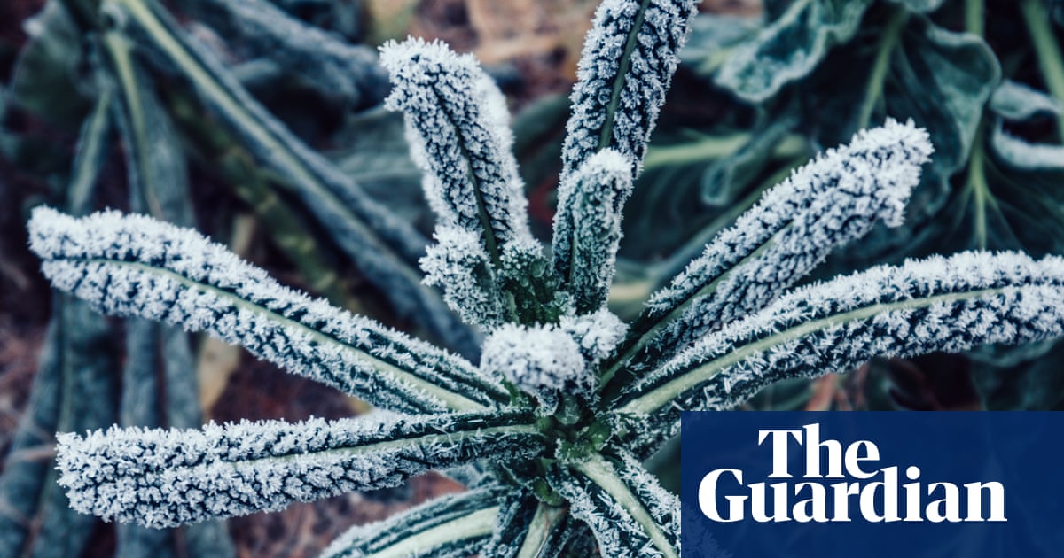 Tips for Safeguarding Your Garden Against Early Frost – Mirror Brief