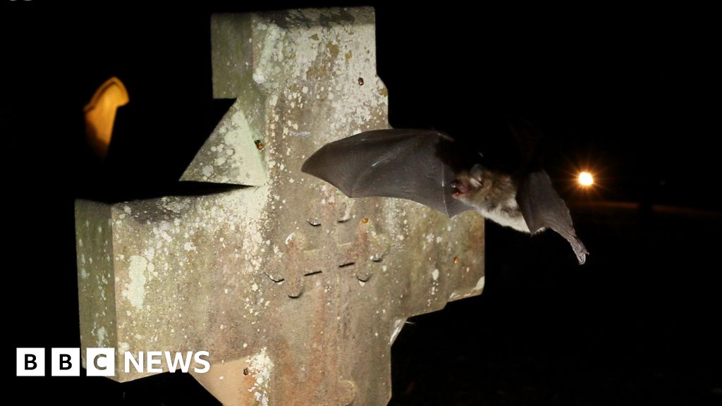 Bats Discover Refuge Within Church Walls – Mirror Brief